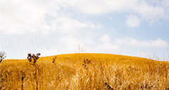 [kr] spring.logs.log1.mv_alt