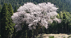 [kr] summer.logs.log1.img4_alt