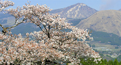Kannon Sakura