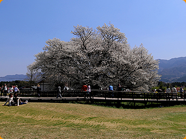 一心行の大桜の写真