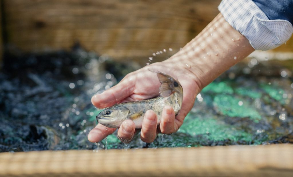 村上養魚場 ヤマメ・ニジマス