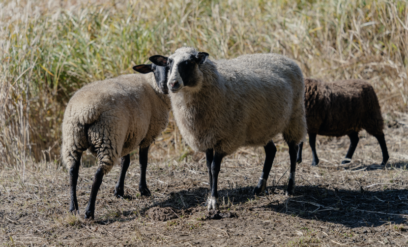 岩塩・炭パイ生地で包んで焼く