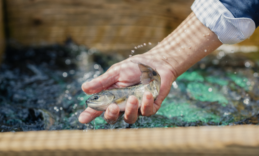 阿蘇の景色を皿に表現