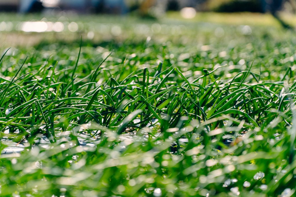 クルンノウエンの圃場
