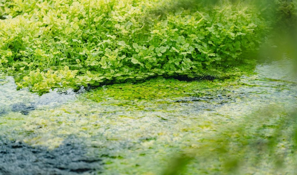 クレソンが自生する湧水地