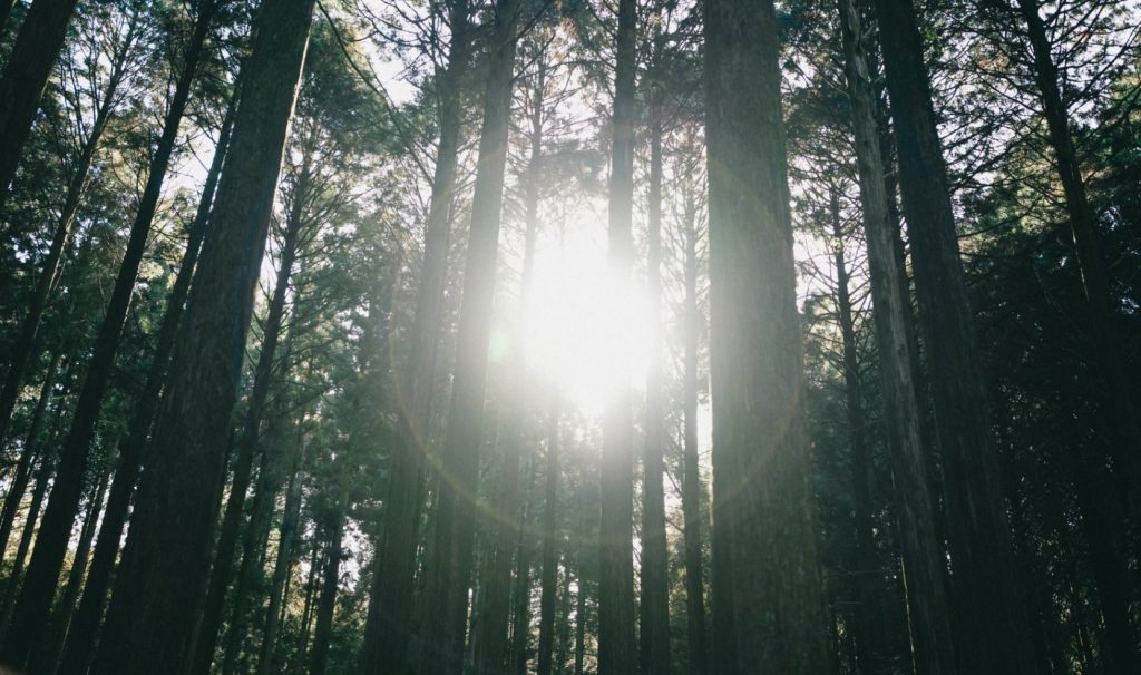 阿蘇南郷檜の木