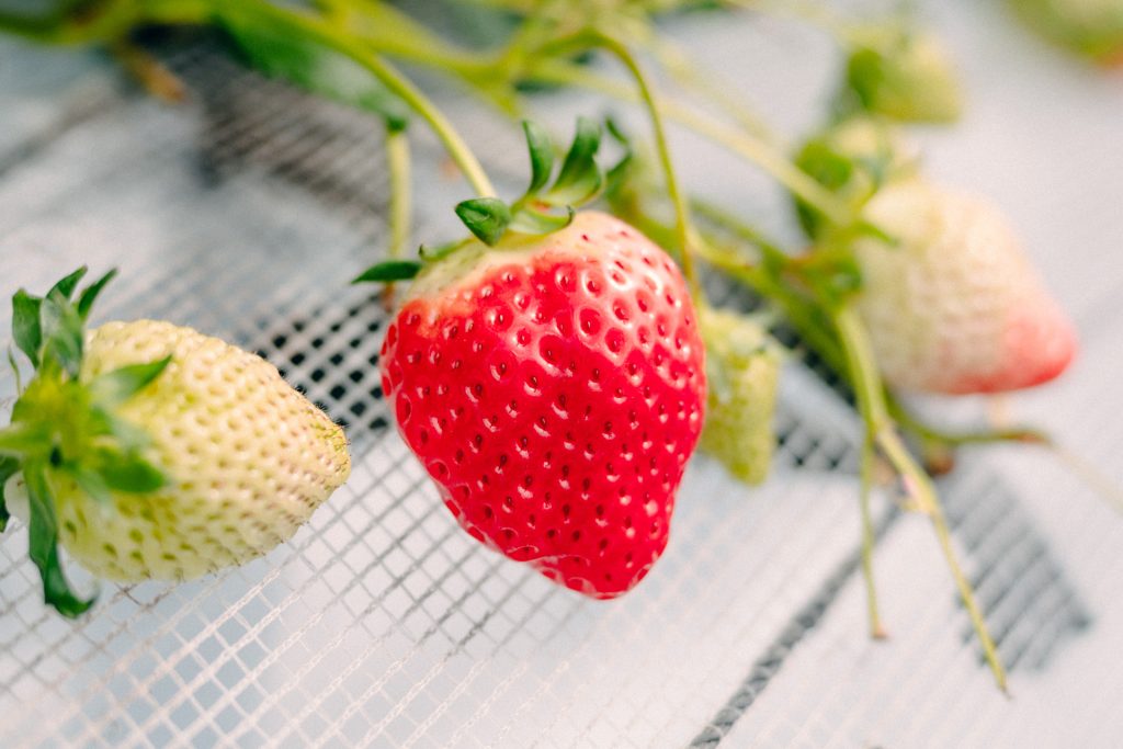 イチゴの最中とイチゴミルク