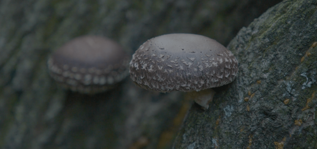 アミューズ：五木産原木椎茸と自家製ボッタルガのサラダ お米のチップス