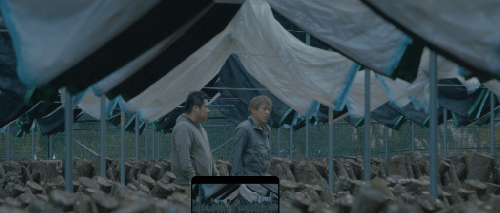 五木産原木シイタケ