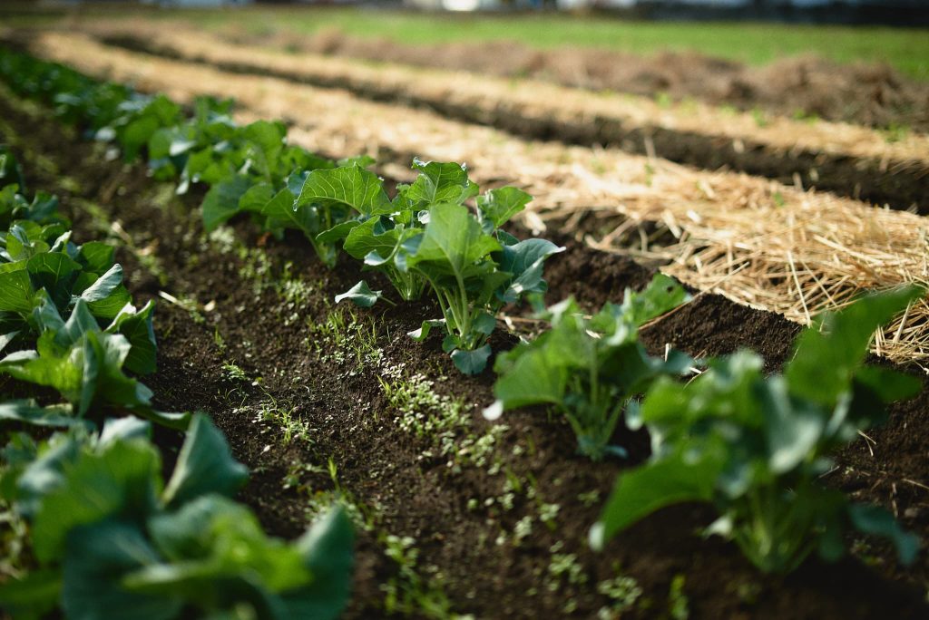 縁でつながった貴重な野菜たち