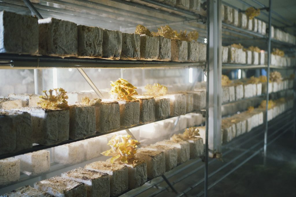 たもぎ茸の栽培環境