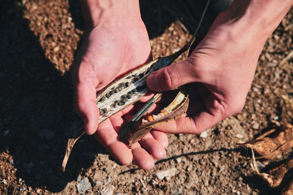 たから農園の野菜