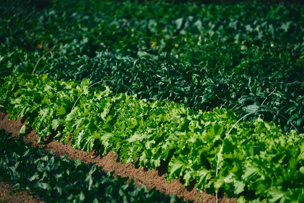 高田泰運さん・和加奈さん夫妻
