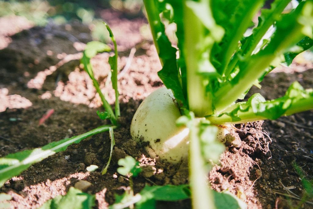 母体選抜・種採りの工程