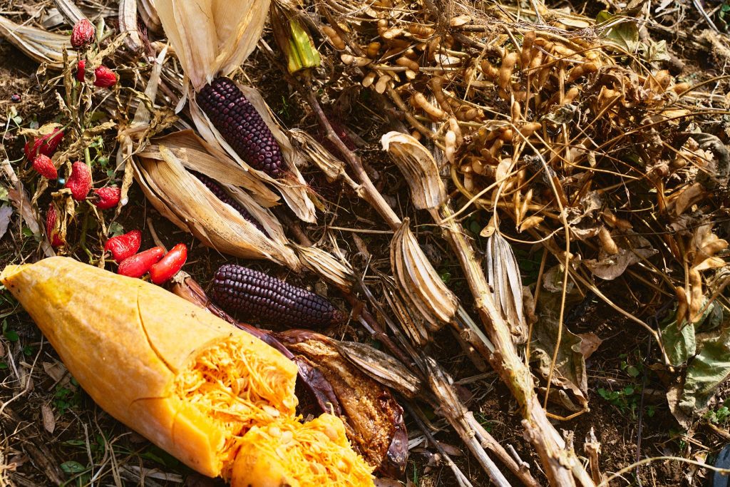 冬野菜が育つ畑