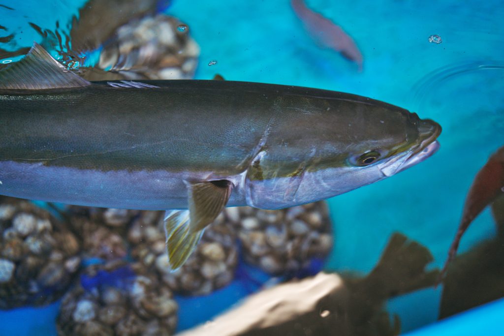 水揚げされた魚を見る村上卓磨