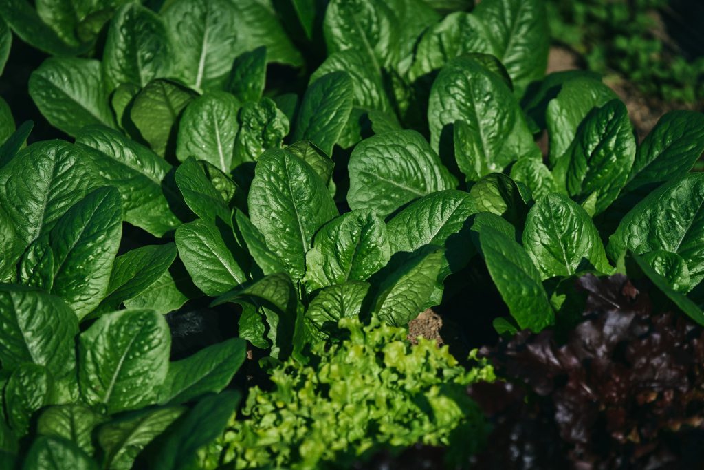 H-Farmの野菜たち