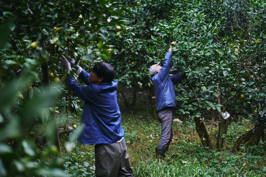 本田農園のレモン