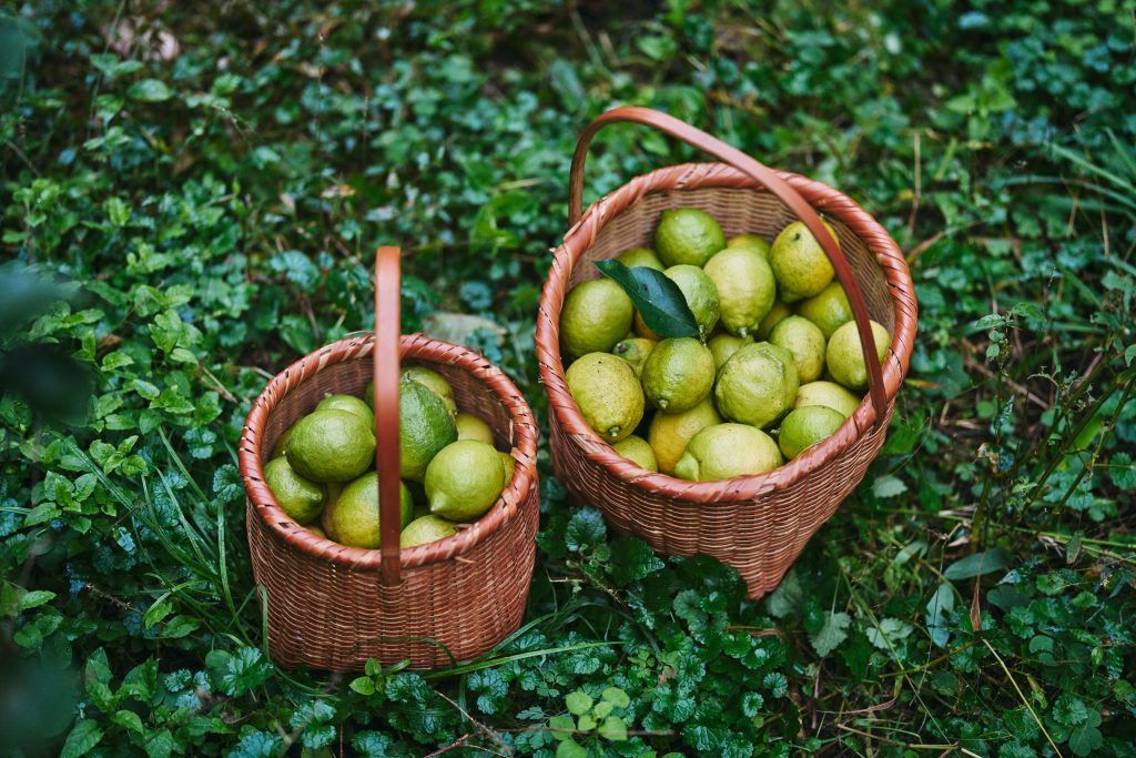 本田農園のレモン農園
