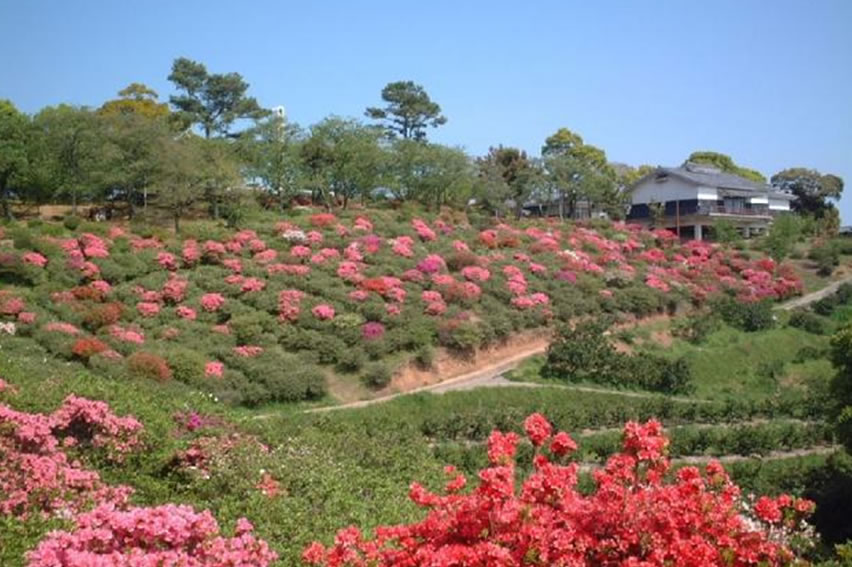 つつじの開花情報 公式 熊本県観光サイト もっと もーっと くまもっと