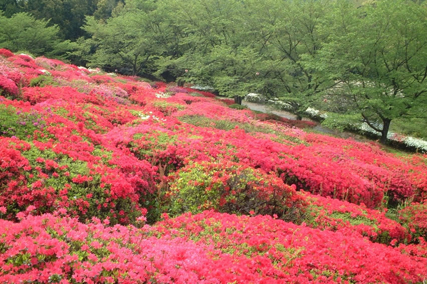 つつじの開花情報 公式 熊本県観光サイト もっと もーっと くまもっと