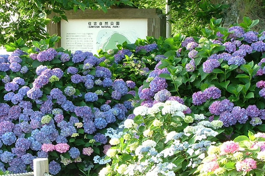 あじさいの開花情報 公式 熊本県観光サイト もっと もーっと くまもっと