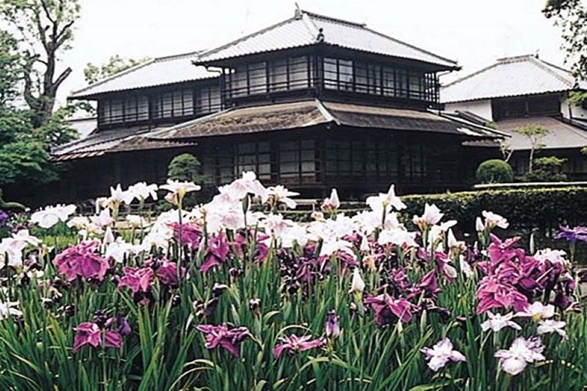 花菖蒲の開花情報 公式 熊本県観光サイト もっと もーっと くまもっと