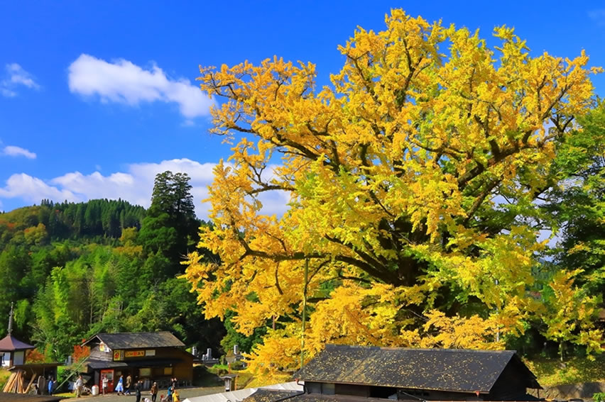 紅葉の情報 公式 熊本県観光サイト もっと もーっと くまもっと