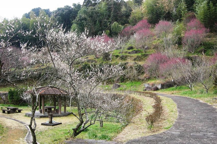 梅の開花情報 公式 熊本県観光サイト もっと もーっと くまもっと