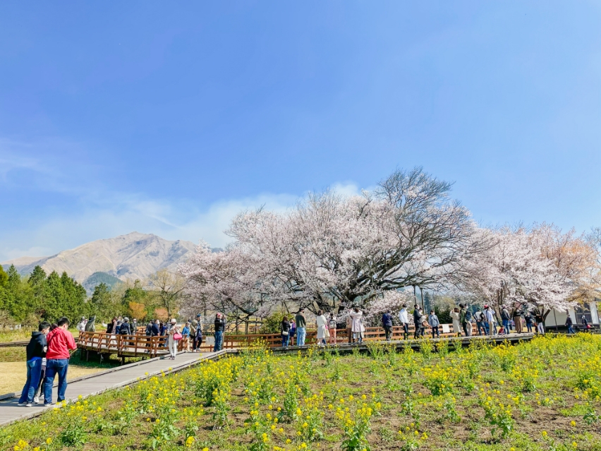 桜の開花情報 公式 熊本県観光サイト もっと もーっと くまもっと