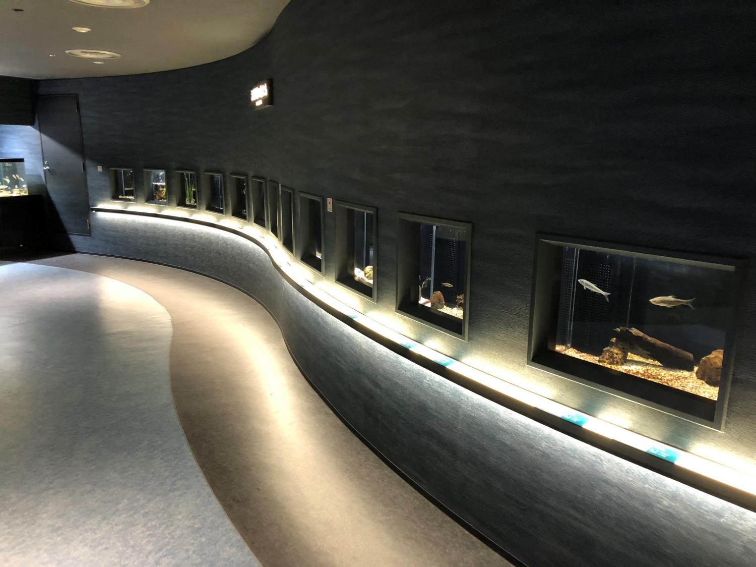 アクアリウム（ミニすいぞくかん）