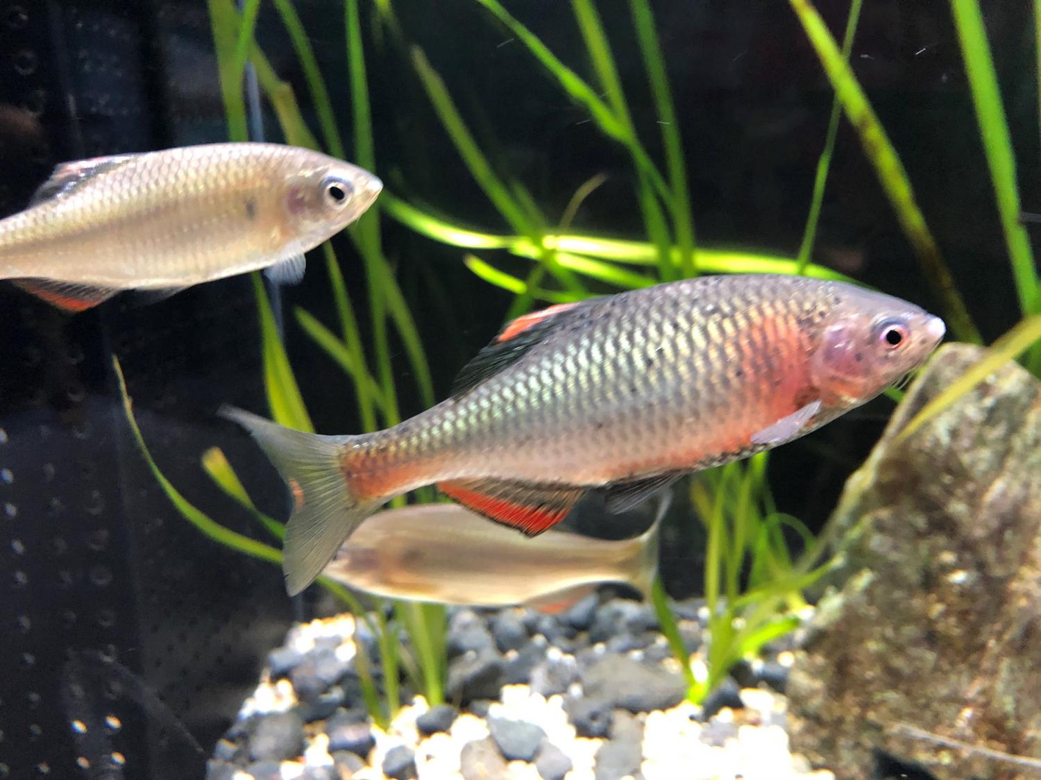 アクアリウム（ミニすいぞくかん）