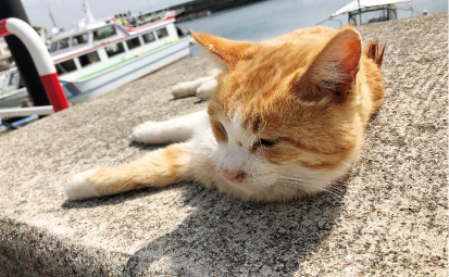 “猫島”湯島ガイドツアー