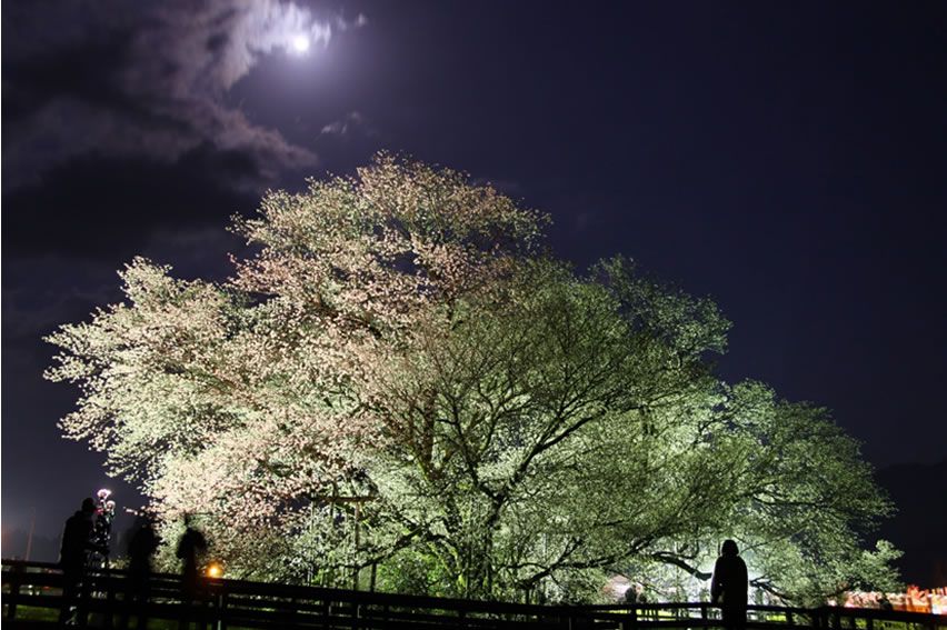 照片:一心行的大樱树